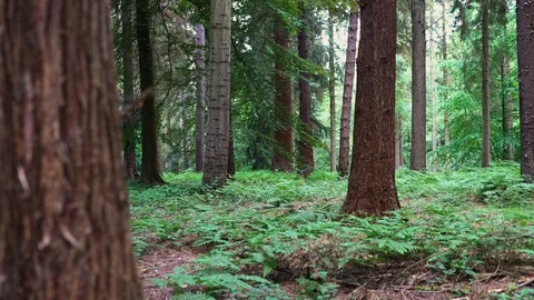 Tree to the left in the woods Stock Footage 120519661