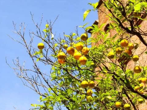 A tree with lemons in front of the blue cloudless sky Stock Photos