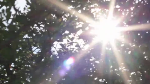 Tree Lens Flare Motion Back 스톡 동영상 24559077