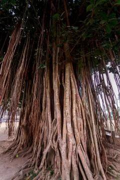 Tree from lianas on the island of Java, Indonesia Fotos de archivo