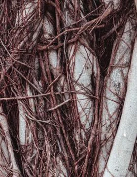 Tree with lianas Stock Photos