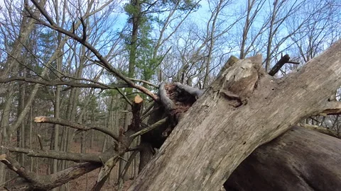 TREE LIBMS CRISS CROSSED 스톡 동영상 193726019