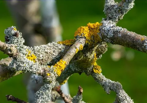 Tree lichen on an apple tree Stock Photos