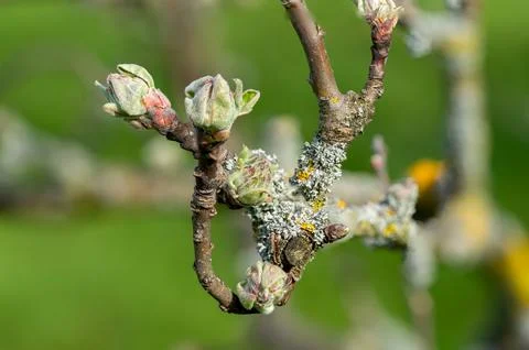 Tree lichen on an apple tree in the spring Stock Photos
