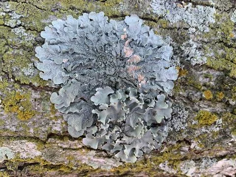 Tree lichen on bark of tree texture Stock Photos