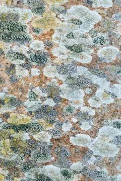 Tree lichen pattern Foto stock