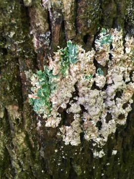 Tree Lichen Stock Photos