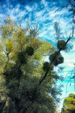 Tree lichen sky cloud green leaves perspective background Stock-Fotos