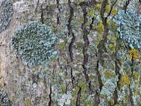 Tree Lichen texture color reference Stock Photos