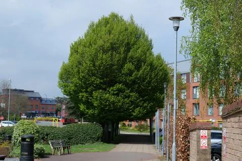 Tree on Lichfield college campus Stock Photos