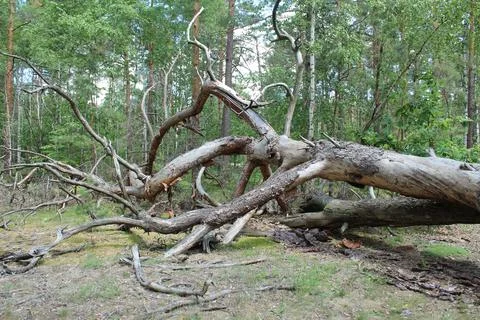 A tree lies on the ground in the forest. Concept of destruction. Storm in the Stock Photos