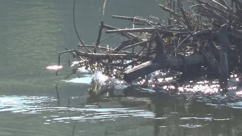 Tree lies in the river Video stock 79669256