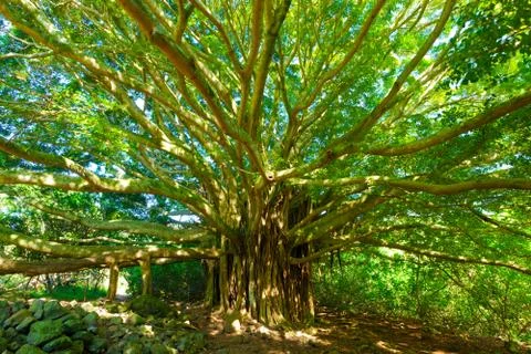 Tree of life, amazing banyan tree Stock Photos