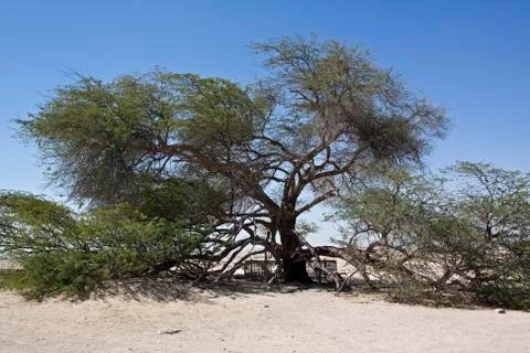 Tree of life bahrain Stock Photos