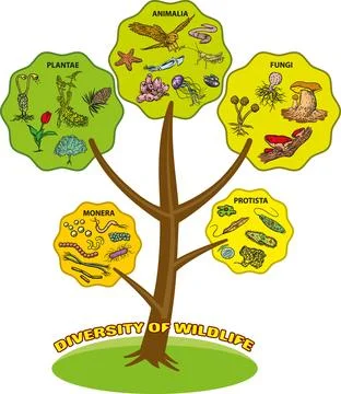 Tree of life classification diagram Stock Illustration