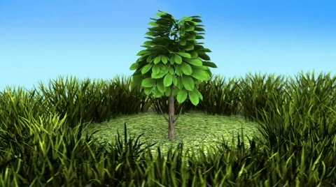 Tree of life HD720   Stock Footage 687179