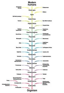 Tree Of Life Human Evolution Biology Species Classification Illustrazione stock