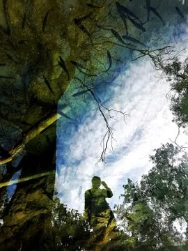 Tree of life, a man reflection to the lake full of fishes. Stock Photos