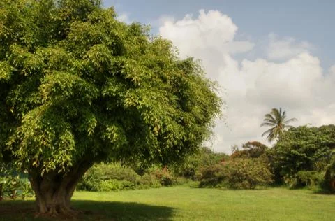 Tree of Life Stock Photos
