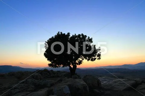 Tree of Life Stock Photos