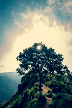 Tree of life Stock Photos