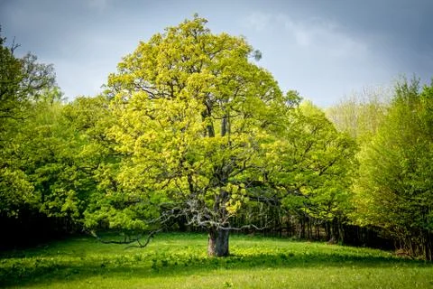 The tree of life Stock Photos