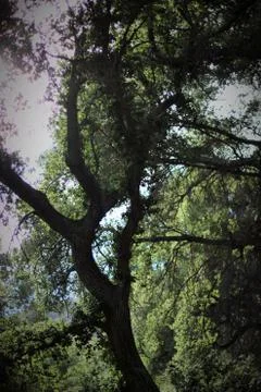 Tree of Life Stock Photos