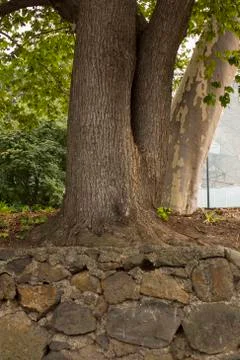 Tree of life Stock Photos