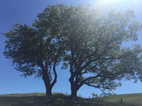 The tree of life Stock Photos