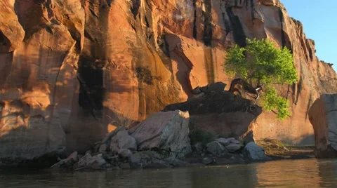 Tree of life side shot Video stock 56902508