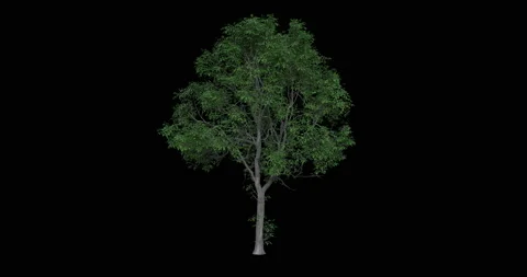 Tree lifecycle Stock Footage 136587217