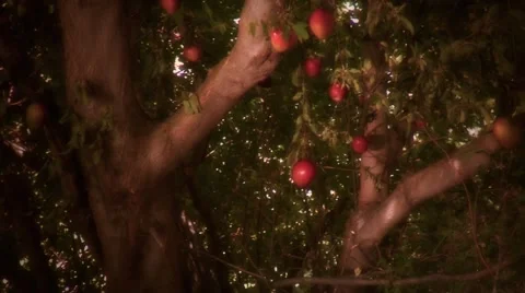 Tree of life.mp4 Video stock 46303094