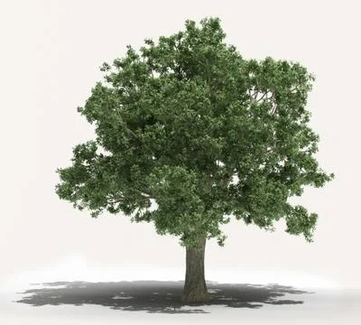 Tree on a light background Stock Illustration