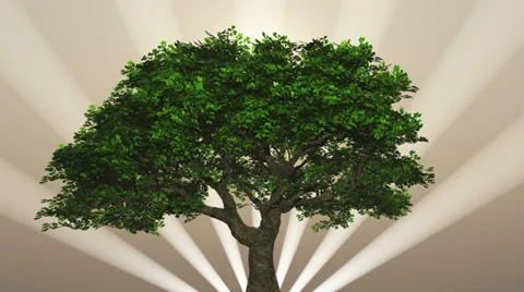 Tree with light beams Video stock 39806206