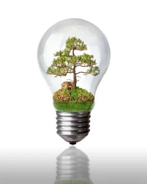 Tree in a light bulb on white with clipping path Stock Photos