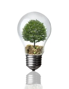 Tree in a light bulb on white Stock Photos