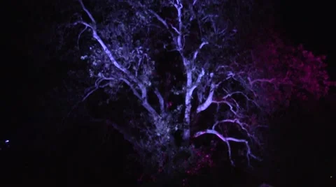 Tree with light changing colors timelapse 動画素材 52701735