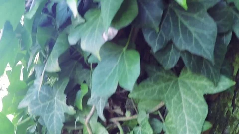 Tree with light effect Stock Footage 77134913