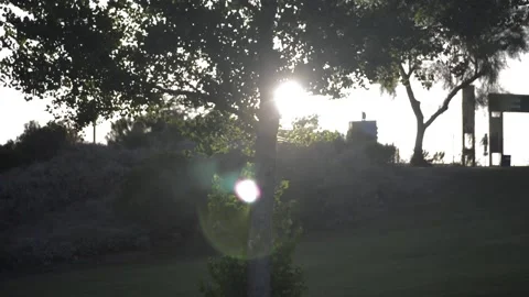 Tree light falling Stock Footage 167244140