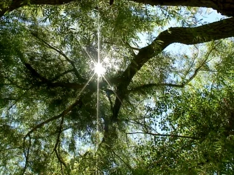 Tree Light Video stock 490420