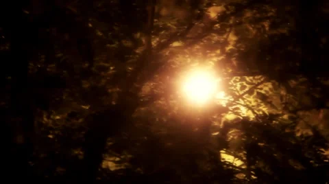 Tree of light 動画素材 24131520