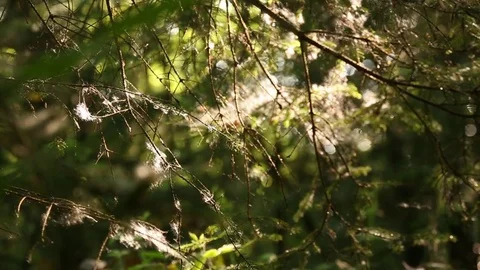 Tree of Light Stock Footage 84656759