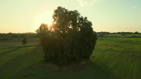 TREE OF LIGHT Stock Footage 223921305