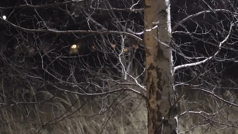 Tree in light of the full moon in forest near a big factory in the small city Stock Footage 103235129