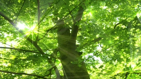 Tree Light Glimmer Stock Footage