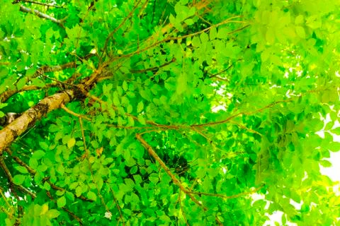 Tree light green leafs with sunshine for background and texture. Stock Photos