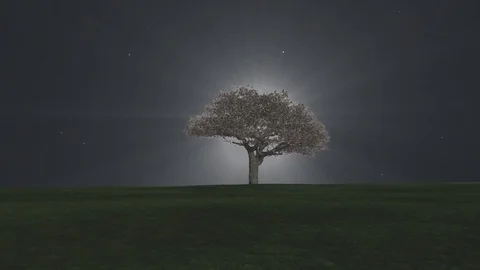 Tree of light paint Stock Footage 99711953