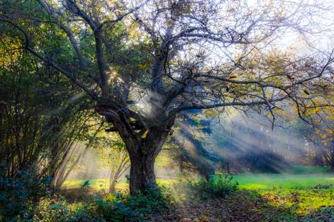 Tree of light Stock Photos