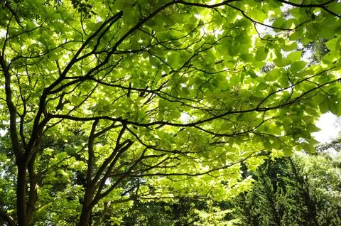 Tree Light Foto stock