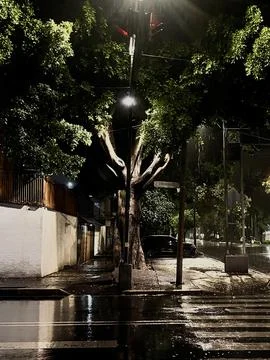 Tree in light in the rain 库存照片